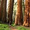 Sequoia_Woman